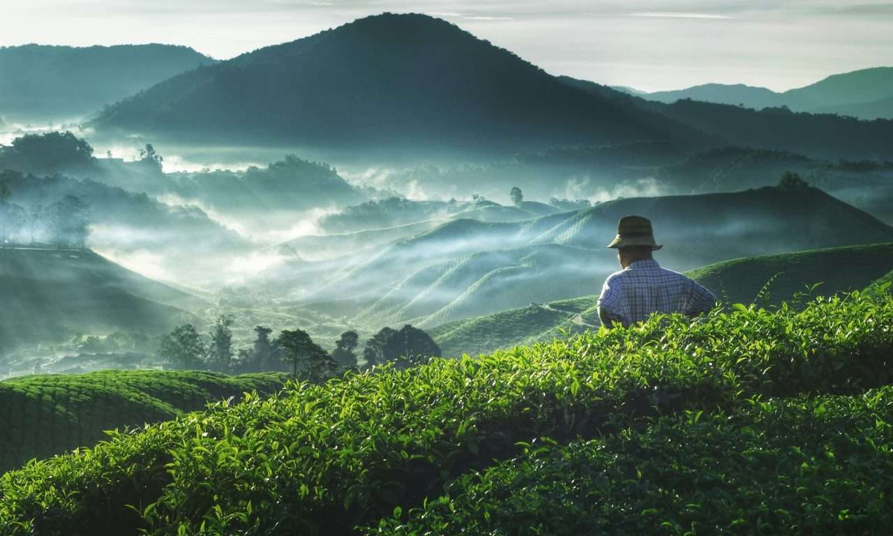 farmer-tea-plantation-malaysia-agriculture-rural-concept.jpg