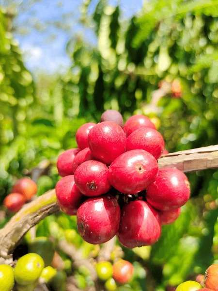 robusta-coffee-coffea-canephora-baturaja-600nw-2509498533